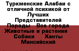 Туркменские Алабаи с отличной психикой от Лучших Представителей Породы - Все города Животные и растения » Собаки   . Ханты-Мансийский